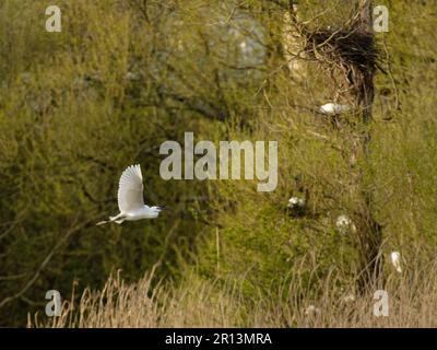 Little Egretta garzetta fliegt auf sein Nest in einer Kolonie in Willow Trees, Magor Marsh, Gwent Levels, Monmouthshire, Wales, Großbritannien, April. Stockfoto