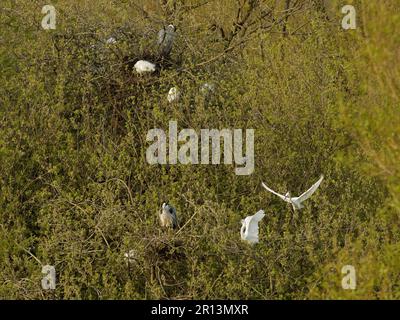 Little Erete (Egretta garzetta), die in ihrem Nest in einer Kolonie von Egrets und Graureihern (Ardea cinerea) in einer Weide landete, Magor-Sumpflandschaft, Wales, Vereinigtes Königreich. Stockfoto