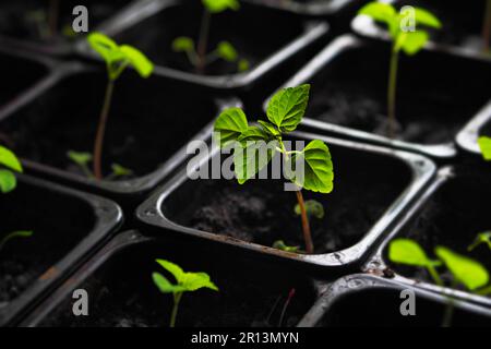 Junge grüne Sprossen von Setzlingen stehen in schwarzem Topf mit der Erde. Vorbereitung von Gemüse zum Anpflanzen im Garten. Anbau von Mikrogrün. Stockfoto