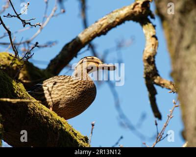 Mallard (Anas platyrhynchos) Ente auf der Suche nach einem Nestplatz in einer alten englischen Eiche (Quercus robur), Forest of Dean, Gloucestershire, Großbritannien, April Stockfoto