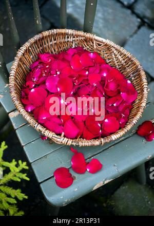 Korb aus Korb mit frischen roten Rosenblättern auf einem Holzstuhl zur Zubereitung von Sirup, ätherischem Öl, Dessert, Trocknung oder Hochzeitsdekoration. Stockfoto