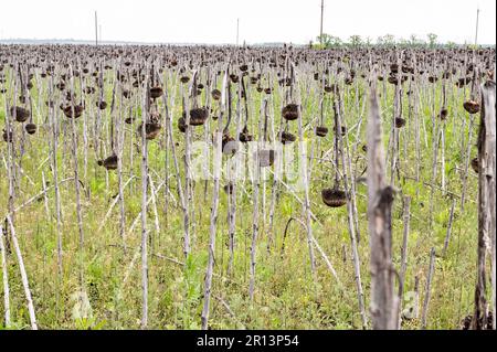 Kivscharivka, Ukraine. 10. Mai 2023. Ein Sonnenblumenfeld in Kivscharivka, Ukraine, das wegen des Krieges nie geerntet wurde. (Foto: Michael Brochstein/Sipa USA) Guthaben: SIPA USA/Alamy Live News Stockfoto