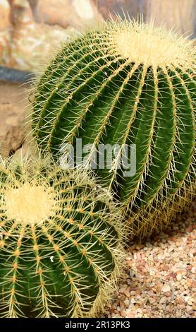 Golden Barrel Cactus. Stockfoto