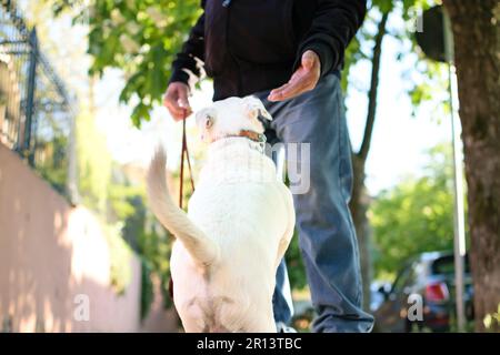 Weißer Hund in der Stadt, der seinem Besitzer in die Hände geht. Stockfoto