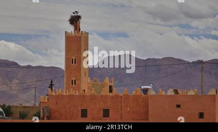 Ein Storchenpaar, das auf einem alten Minarettturm eines alten Kasbah-Gebäudes vor dem Atlasgebirge in Marokko nistet. Stockfoto