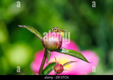 Makrofotografie einer Wespe auf einer Blume Stockfoto