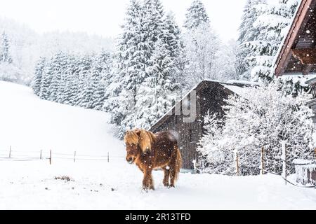 Pony auf einer Weide in den Alpen im Winter mit Schneefall Stockfoto