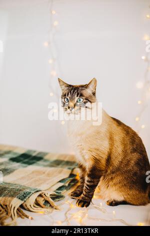 Eine flauschige Hauskatze, die auf einer kuscheligen grünen Wolldecke neben dem warmen Glanz funkelnder Girlanden sitzt. Das herzerwärmende Ambiente eines festlichen Erlebnisses Stockfoto