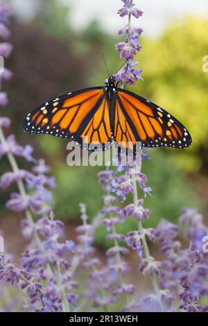 Frisch geschlüpfter Monarch-Schmetterling, der auf russischem Weisen trocknet Stockfoto