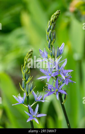 Camassia Quamash, allgemein bekannt als Camas, Small Camas, common camas, common camash oder Quamash, ist ein ganzjähriges Kraut Stockfoto