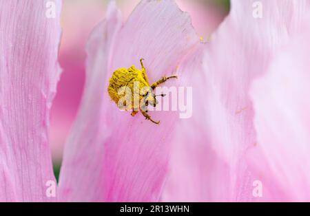 Makrofotografie eines Hahnenscheuers auf einer Blume Stockfoto