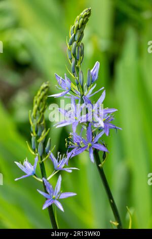 Camassia Quamash, allgemein bekannt als Camas, Small Camas, common camas, common camash oder Quamash, ist ein ganzjähriges Kraut Stockfoto