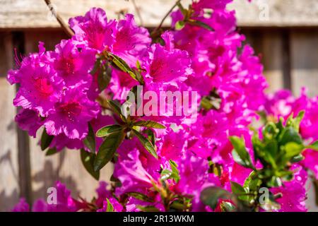 Azalea Japonica Purple - Japanisch Evergreen Stockfoto