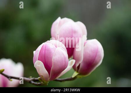 Sulange-Magnolie Schwarze Tulpen-Nahaufnahme auf einem Baumzweigquellenhintergrund Stockfoto