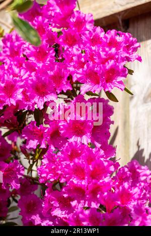 Azalea Japonica Purple - Japanisch Evergreen Stockfoto