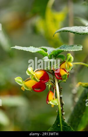 Impatiens niamniamensis, gebräuchlicher Name Kongo Kakadu, Papageienimpatiens oder einfach Papageienpflanze, ist eine Art Blütenpflanze in der Familie Balsaminac Stockfoto