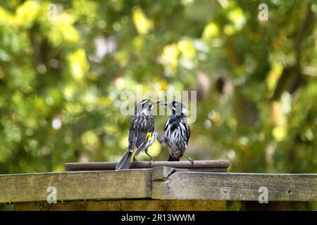 Ein Paar New-Holland-Honigfresser, Phylidonyris novaehollandiae, kämpften auf einer Gartenbucht. Tasmanien, Australien. Grüner Blatthintergrund mit Platz Stockfoto