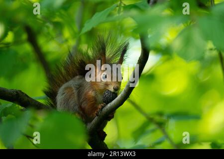 Eichhörnchen sitzt auf einem Ast und hält eine Nuss im Mund, isst Stockfoto