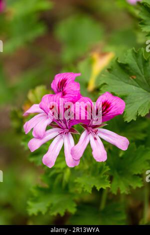 Pelargonium Graveolens zu den gebräuchlichen Namen gehören Rosengeranium, süßlich duftendes Geranium, altmodisches Rosengeranium und Rosenduft Geranium Stockfoto