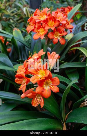 Clivia miniata, die Natal Lilie oder Buschlilie, ist eine Art Blütenpflanze der Gattung Clivia der Familie Amaryllidaceae Stockfoto