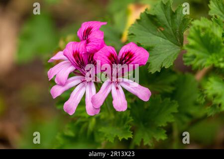 Pelargonium Graveolens zu den gebräuchlichen Namen gehören Rosengeranium, süßlich duftendes Geranium, altmodisches Rosengeranium und Rosenduft Geranium Stockfoto