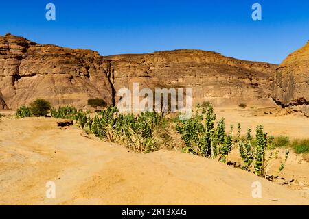 Apfel von Sodom, Oscher-Baum, Calotrope (Calotropis procera). Pflanzen wachsen wie Unkraut in der Wüste. Tadrart-Berge, Tassili n’Ajjer-Nationalpark, Stockfoto