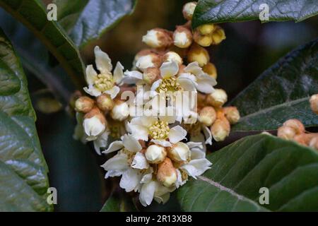 Wollmispel-Blüten Eriobotrya japonica blühend und Knospen Frühling Stockfoto