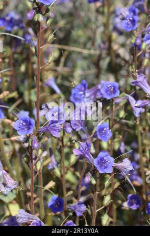 Bluebells, Phacelia Campanularia Varietät Vasiformis, Frühlingsblüten in den Cottonwood Mountains, ein einheimisches Jahr mit Skorpioid-Cyme-Blüten. Stockfoto