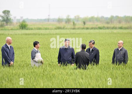 Cangzhou, Chinas Provinz Hebei. 11. Mai 2023. Der chinesische Präsident Xi Jinping, auch Generalsekretär des Zentralkomitees der Kommunistischen Partei Chinas und Vorsitzender der Zentralen Militärkommission, erfährt vom 11. Mai 2023, dass auf einem Weizenfeld in Cangzhou in der nordchinesischen Provinz Hebei Dürre- und alkalintolerante Kulturen angebaut werden. XI besuchte am Donnerstag die Stadt Cangzhou in der nordchinesischen Provinz Hebei. Kredit: Yin Bogu/Xinhua/Alamy Live News Stockfoto