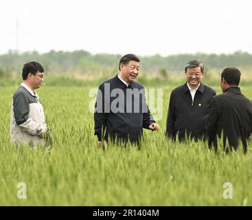 Cangzhou, Chinas Provinz Hebei. 11. Mai 2023. Der chinesische Präsident Xi Jinping, auch Generalsekretär des Zentralkomitees der Kommunistischen Partei Chinas und Vorsitzender der Zentralen Militärkommission, erfährt vom 11. Mai 2023, dass auf einem Weizenfeld in Cangzhou in der nordchinesischen Provinz Hebei Dürre- und alkalintolerante Kulturen angebaut werden. XI besuchte am Donnerstag die Stadt Cangzhou in der nordchinesischen Provinz Hebei. Kredit: Yan Yan Yan/Xinhua/Alamy Live News Stockfoto