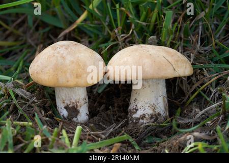Essbare Pilze Calocybe gambosa im Gras. Bekannt als St. Georges Pilz. Wilde Frühlingspilze auf der Wiese. Stockfoto