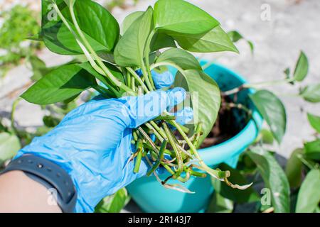 Vermehrung von Jade-Pothos-Stecklingen. Wurzelhauspflanzenschnitt Stockfoto