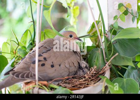 Trauernde Taubenmama-Vogel mit einem kleinen Vogel, der in einem Nest sitzt. Taubenbabyvogel mit Mami Stockfoto