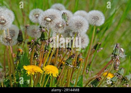 Verwelkter, samentragender Löwenzahn, Taraxacum Stockfoto