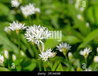 Wilde Knoblauchblüten und Blätter aus nächster Nähe Stockfoto