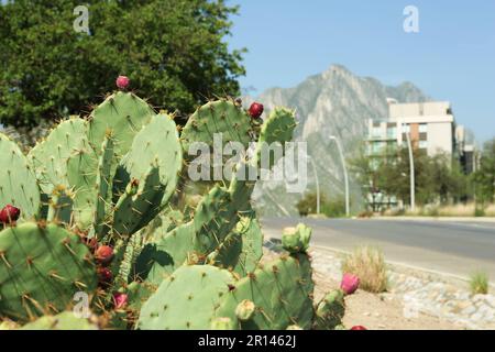 Schöner Kaktus mit Stachelbirne, der an sonnigen Tagen auf der Straße wächst, Platz für Text Stockfoto