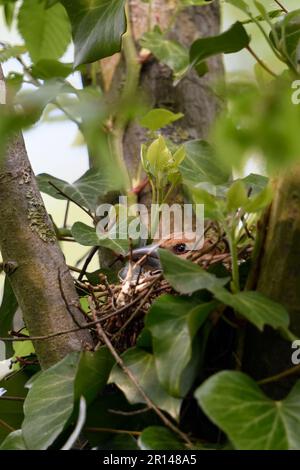 Zucht... Hawfink ( Coccothraustes coccothraustes ), weiblich, ausgewachsener Vogel auf dem Nest Stockfoto