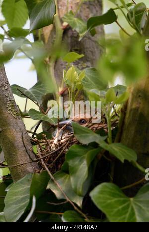 Zucht... Hawfink ( Coccothraustes coccothraustes ), weiblich, ausgewachsener Vogel auf dem Nest Stockfoto