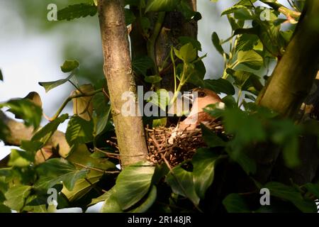 Gut versteckt... Hawfink ( Coccothraustes coccothraustes ) am Nest, weibliche adulte Vögel nisten, Zucht Stockfoto