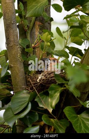 Verschachtelungszeit... Hawfink ( Coccothraustes coccothraustes ), weiblicher erwachsener Vogel auf dem Nest Stockfoto