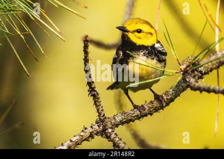 Schwarzkehliger Grünsänger während der Frühjahrswanderung Stockfoto