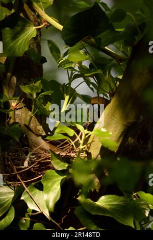 Geheimnisvoll... Hawfink ( Coccothraustes coccothraustes ), männliche Fütterung weiblicher Tiere während der Brutzeit Stockfoto