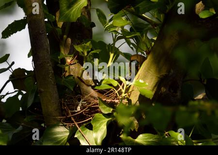 Geheimnisvoll... Hawfink ( Coccothraustes coccothraustes ), männliche Fütterung weiblicher Tiere während der Brutzeit Stockfoto