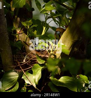 Geheimnisvoll... Hawfink ( Coccothraustes coccothraustes ), männliche Fütterung weiblicher Tiere während der Brutzeit Stockfoto