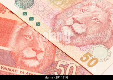 Südafrikanisches Geld 50 Rand Banknote. Stockfoto