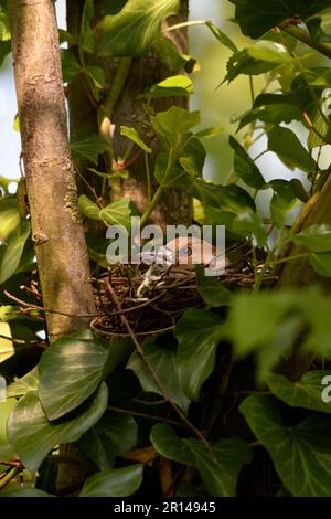 Geduldig züchten... Hawfinch ( Coccothraustes coccothraustes ), weiblich auf dem Nest Stockfoto