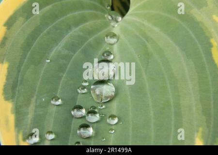 Lily Leaf nach dem Regenmakro Stockfoto