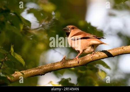 Unterwegs... Hawfink ( Coccothraustes coccothraustes ), weiblicher erwachsener Vogel im Wald im Spätlicht Stockfoto