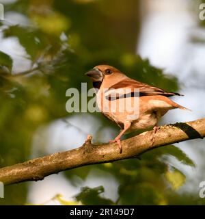 Unterwegs... Hawfink ( Coccothraustes coccothraustes ), weiblicher erwachsener Vogel im Wald im Spätlicht Stockfoto