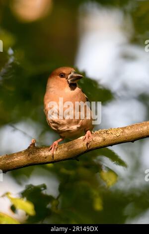 Aufmerksames Aussehen... Hawfink ( Coccothraustes coccothraustes ), weiblicher erwachsener Vogel im Wald im Spätlicht Stockfoto